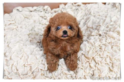 成約済の長崎県のタイニープードル-185567の6枚目